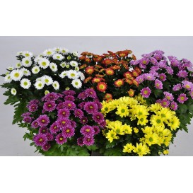 Хризантема кустовая 