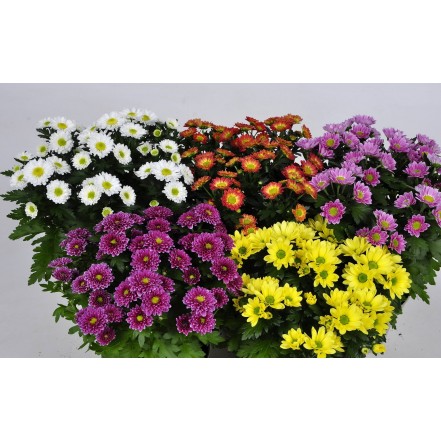 Хризантема кустовая 