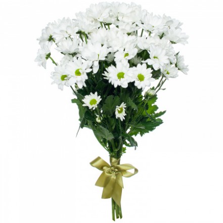 кустовые хризантемы