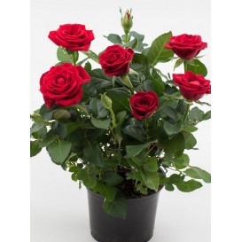 Роза в горшке 