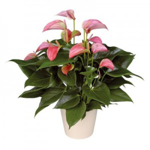 Горшечные растения